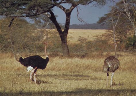 ostrich-habitat-food-facts-britannica image