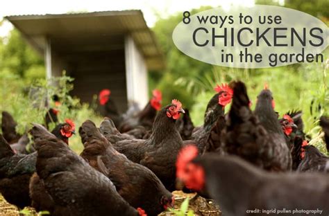 8-ways-to-use-chickens-in-the-garden-the-prairie image