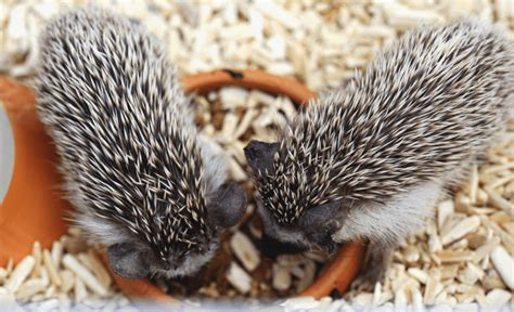 what-do-pet-hedgehogs-eat-what-not-to-feed image