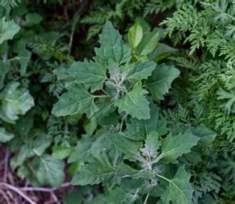 lambsquarters-foraging-for-wild-edibles image