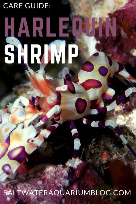 harlequin-shrimp-care-guide-quick-facts-feeding-lifespan image
