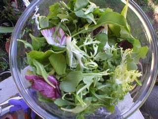 salatat-jarjeer-arugula-salad-recipe-petitchef image
