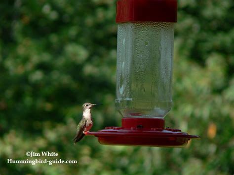 hummingbird-nectar-recipe-how-to-make-homemade image
