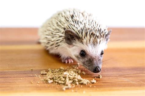what-do-hedgehogs-eat-the-spruce-pets image