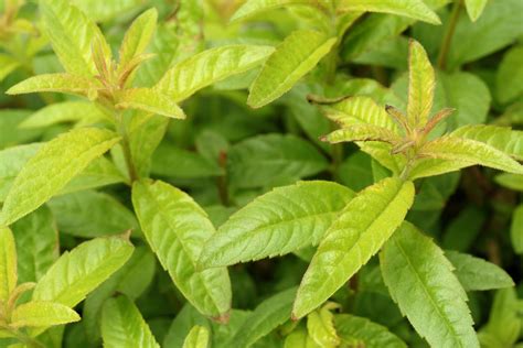 herb-garden-plants-that-smell-like-lemon-the-spruce image