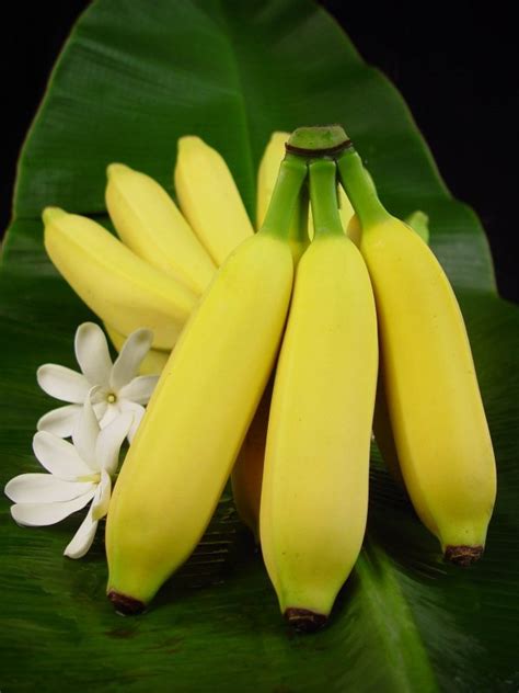7-varieties-of-bananas-you-should-try-on-your-next image
