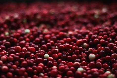 cranberry-maple-pudding-cake-bartletts-farm image