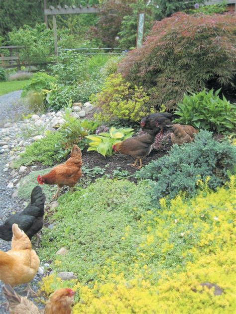free-range-chicken-gardens-how-to-create-a image