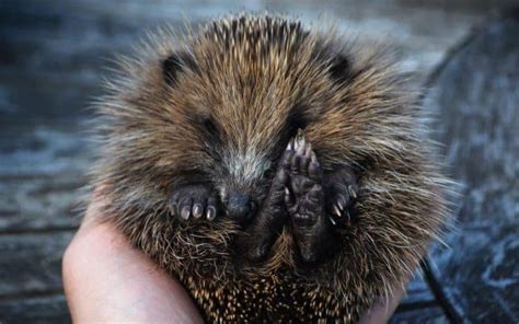 what-do-hedgehogs-eat-what-should-they-avoid image