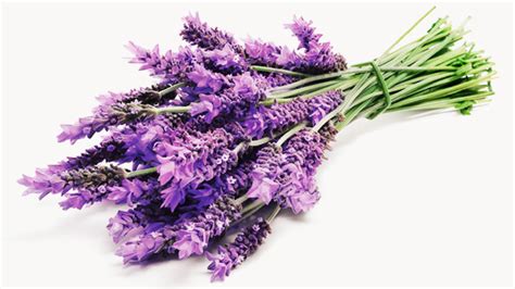 lavender-origin-benefits-and-uses-healthline image