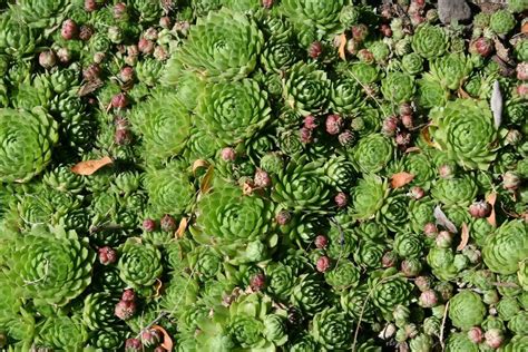 hens-and-chicks-plants-how-to-grow-hens-and image
