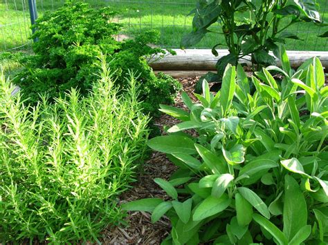culinary-herb-gardens-how-to-create-an-edible-herb image