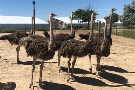 what-do-ostriches-eat-ostrich-diet-nutrition image