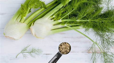 10-science-based-benefits-of-fennel-and-fennel-seeds image