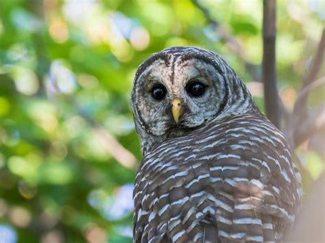 what-do-barred-owls-eat-hoot-owl-diet image