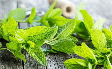 mint-benefits-nutrition-and-dietary-tips-medical-news image