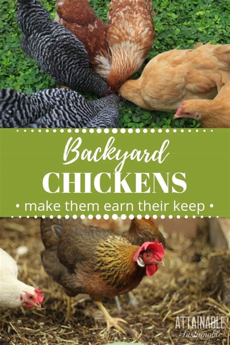 9-ways-to-use-chickens-in-the-garden-attainable image