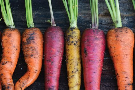 harvesting-storing-and-enjoying-carrots-manitoba-co image