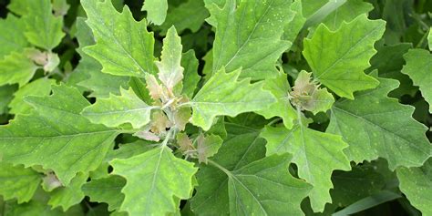 real-food-encyclopedia-lambs-quarters-and-orach image