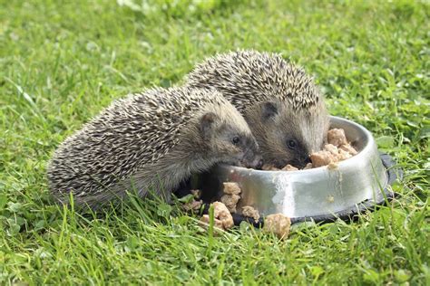 the-pros-and-cons-of-feeding-your-hedgehog-cat image