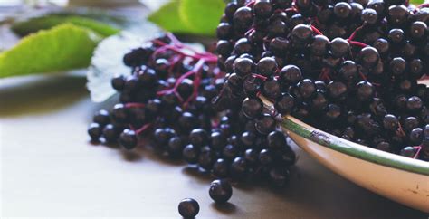 elderberry-benefits-dosage-side-effects-and-interactions image