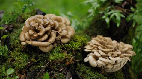 3-edible-wild-mushrooms-and-5-to-avoid-healthline image
