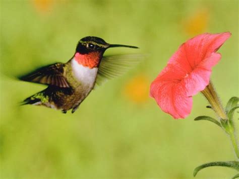 how-to-make-hummingbird-nectar-diy-hummingbird image