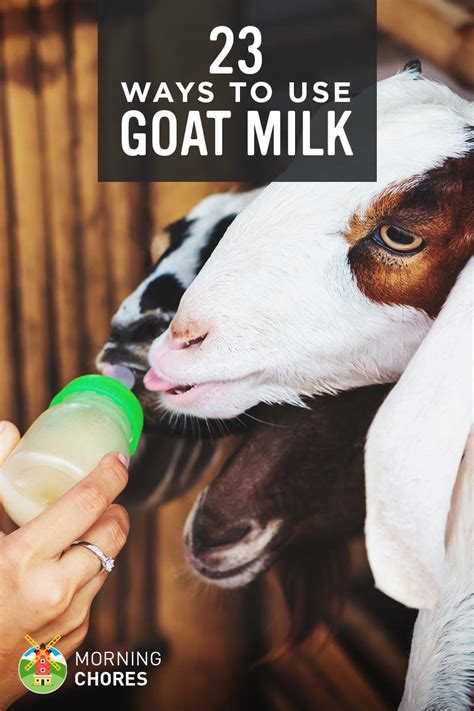 goat-milk-uses-23-genius-ways-to-utilize-goat-milk image