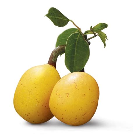 marula-fruit-nutrition-facts-health-benefits-recipes-pictures image