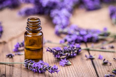 lavender-health-benefits-and-uses-medical-news image