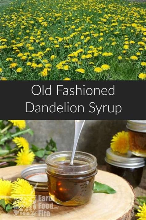 homemade-dandelion-syrup-earth-food-and-fire image
