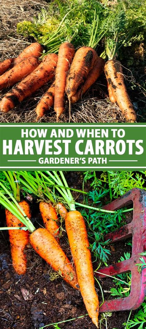 how-and-when-to-harvest-carrots-gardeners-path image