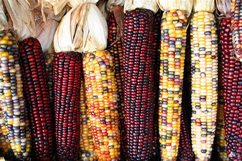 how-to-grow-and-dry-indian-corn-dengarden image