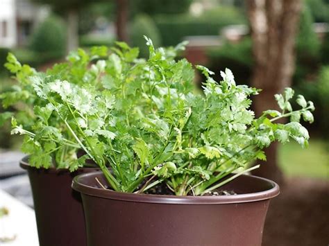 tips-for-growing-cilantro-in-the-garden-gardening image