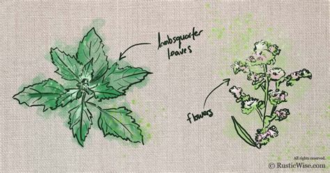 lambsquarters-identification-how-to-forage-this-edible image