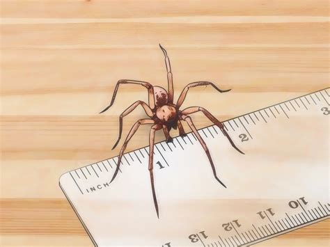 how-to-identify-spider-egg-sacs-11-steps-with-pictures image