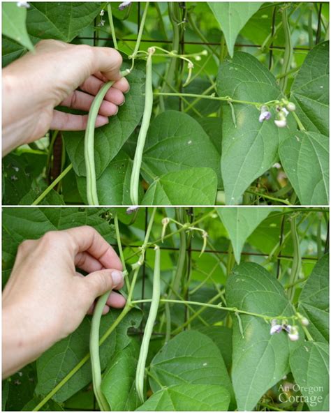 the-ultimate-green-bean-guide-grow-harvest-cook image