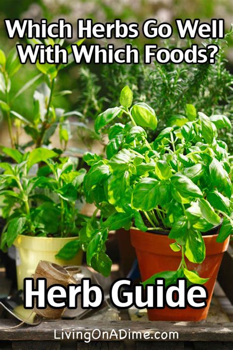 herb-guide-which-herbs-go-well-with-which-foods image