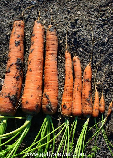 how-to-harvest-and-store-garden-carrots-getty-stewart image