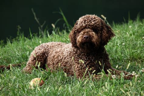 5-truffle-hunting-dogs-that-will-sniff-out-edible-gold image