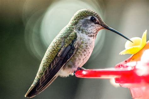 hummingbird-feeding-faqs-audubon image