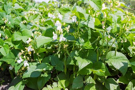 green-beans-how-to-grow-care-for-and-harvest-beans image