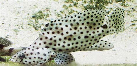 grouper-size-species-facts-britannica image
