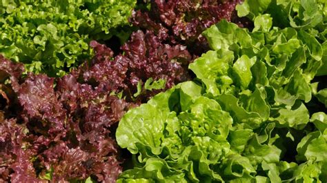9-health-and-nutrition-benefits-of-red-leaf-lettuce image