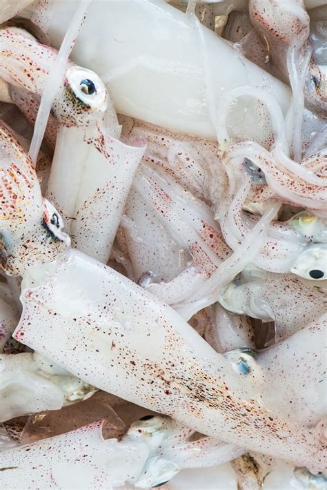 squid-recipes-great-italian-chefs image