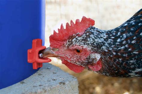 what-do-chickens-eat-a-complete-guide-to-feeding image