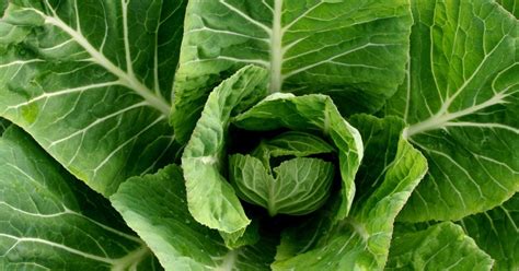 collard-greens-benefits-nutrition-diet-and-risks image