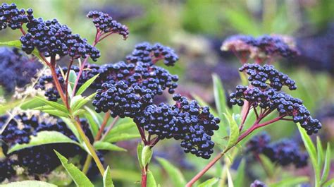 the-pros-and-cons-of-elderberry-healthline image