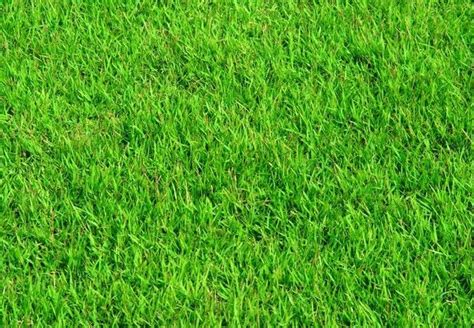 homemade-fertilizer-for-lawns-how-to-diy-your-own image
