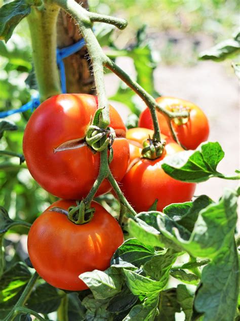 gardening-for-mediterranean-diets-vegetables-for-a image